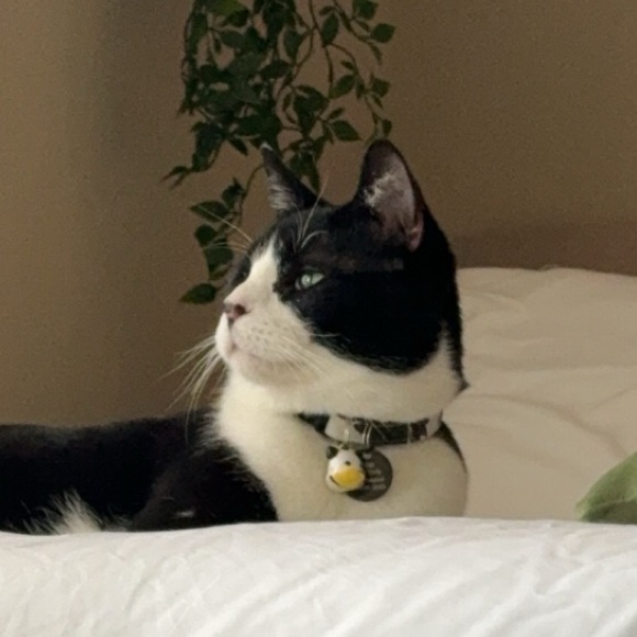 Meet your Posher, Savannah - Picture 1 of 1